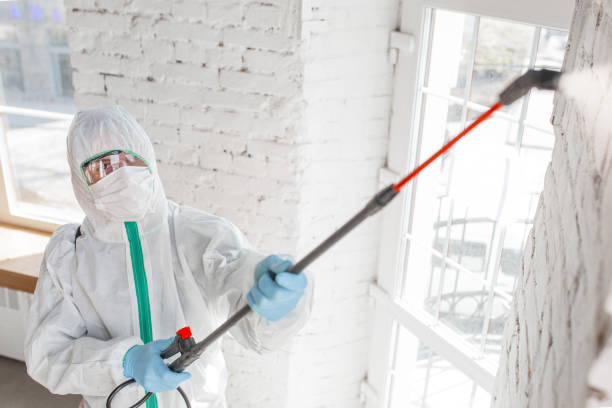 Best Mold removal after water damage  in Palisades Park, NJ